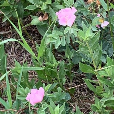 Rosa acicularis — leaf