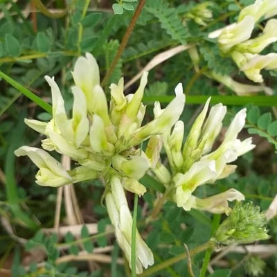 Astragalus hamosus — flower