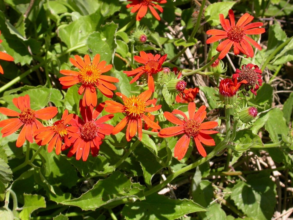 Mexican-sunflower