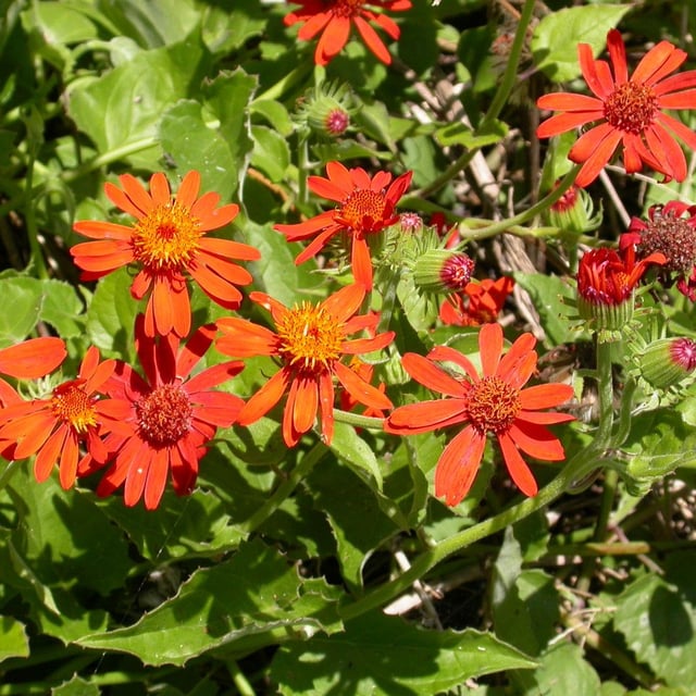 Mexican-sunflower