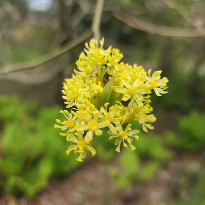 Sassafras albidum — flower