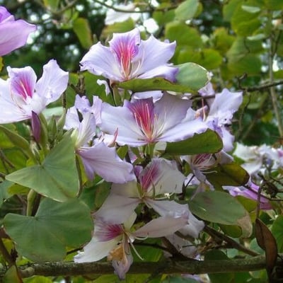 Bauhinia variegata — flower
