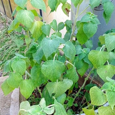 Salvia cinnabarina — leaf