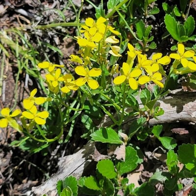 Erysimum capitatum — flower