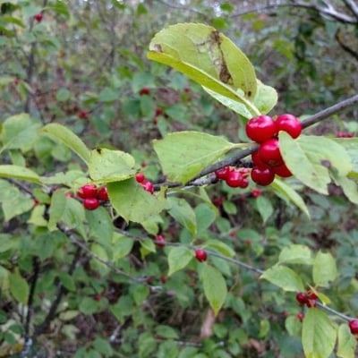 Lindera benzoin — flower