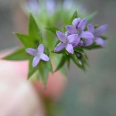 Sherardia arvensis — flower