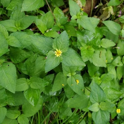 Calyptocarpus vialis — flower