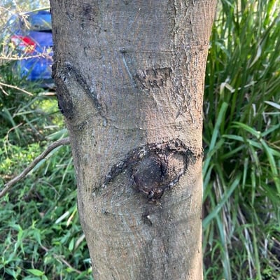Acacia parramattensis — bark