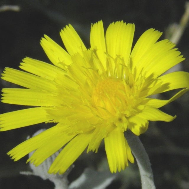 Andryala ragusina — flower