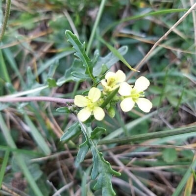 Erucastrum gallicum — flower