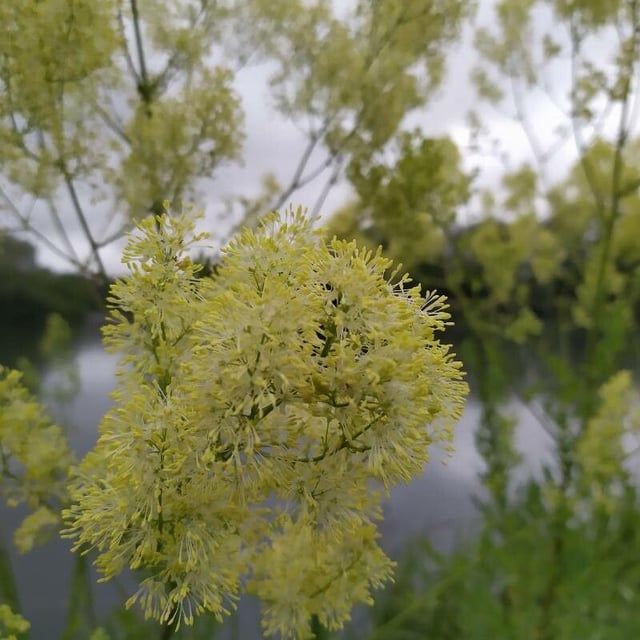 Thalictrum flavum — flower