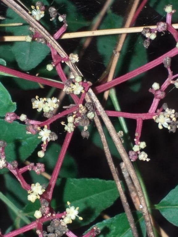 Sichuan-pepper