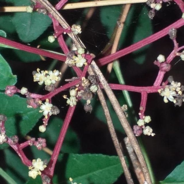Zanthoxylum schinifolium — flower