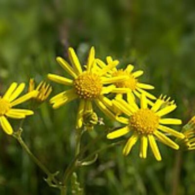 Jacobaea aquatica — flower