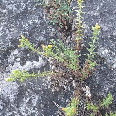 Chiliadenus glutinosus — flower