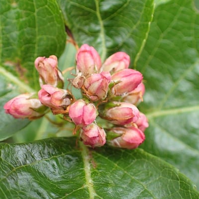 Chamaemespilus alpina — flower