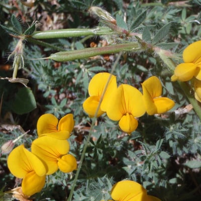 Lotus creticus — flower