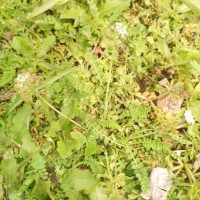 Teesdalia nudicaulis — habit