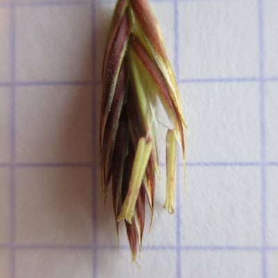Bromus secalinus — flower