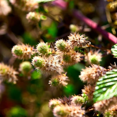Trifolium squamosum — flower