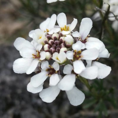 Iberis amara — flower