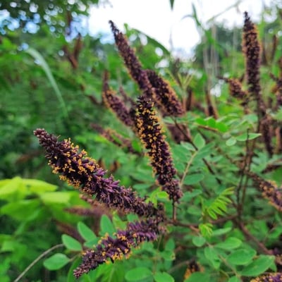 Amorpha fruticosa — flower