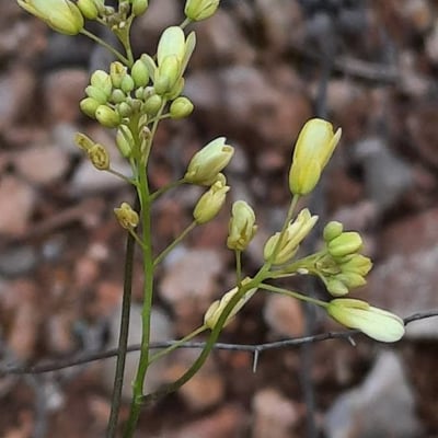 Biscutella laevigata — flower