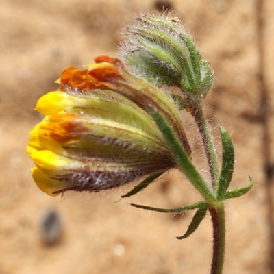 Anthyllis lotoides — flower