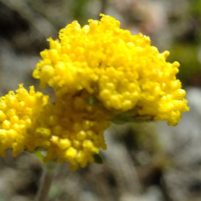Artemisia glacialis — flower