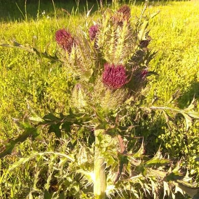 Cirsium horridulum — flower