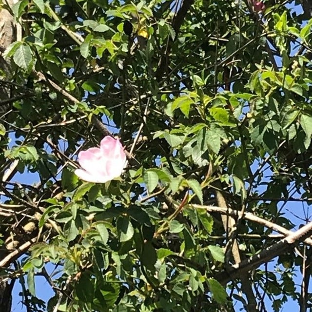 Rosa pouzinii — flower