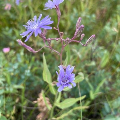 Lactuca sibirica — flower