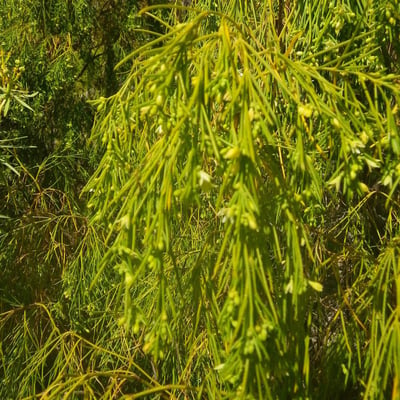 Plocama pendula — flower