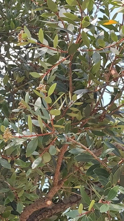 Northern rata