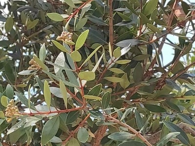 Northern rata