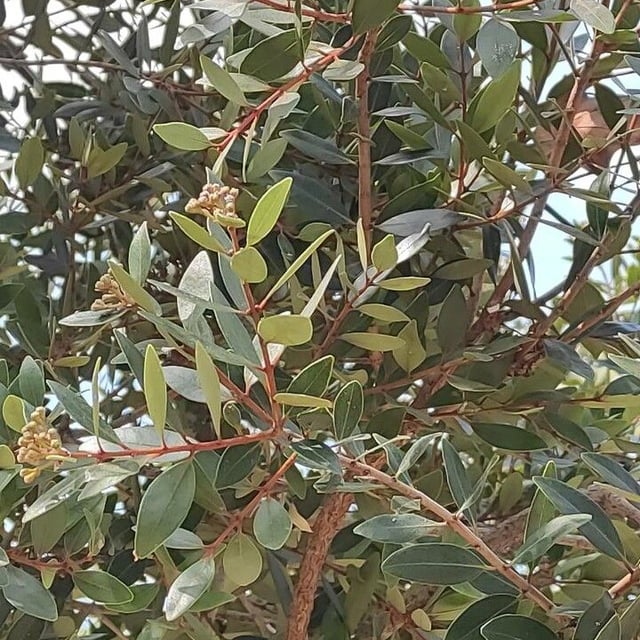 Metrosideros robusta — leaf