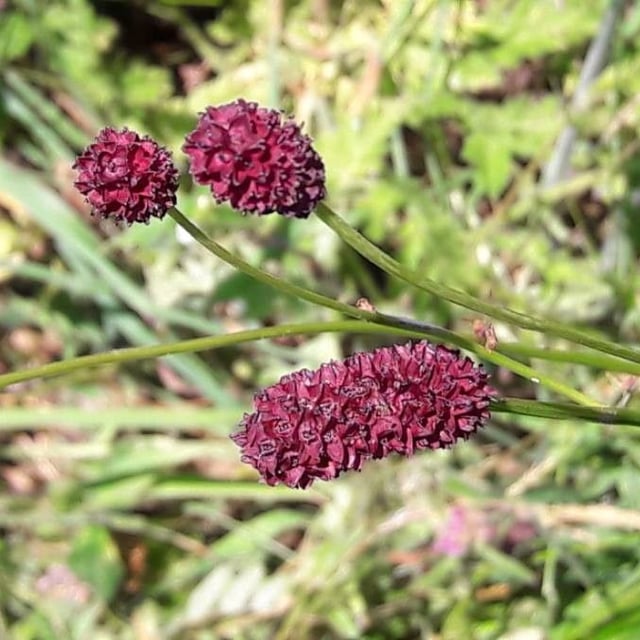 Sanguisorba officinalis — flower