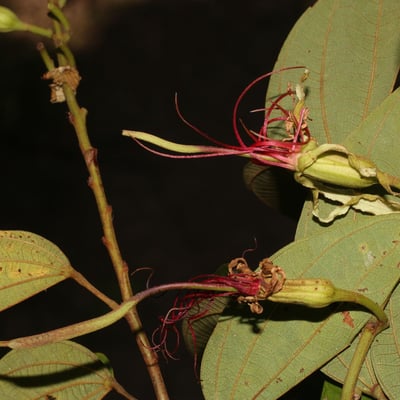 Bauhinia ungulata — flower