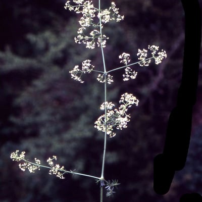 Galium lucidum — flower