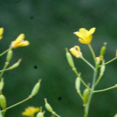 Rorippa pyrenaica — flower