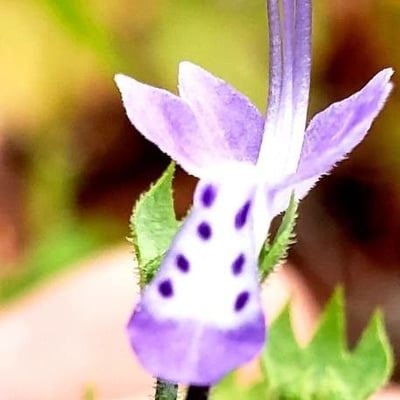 Trichostema dichotomum — flower
