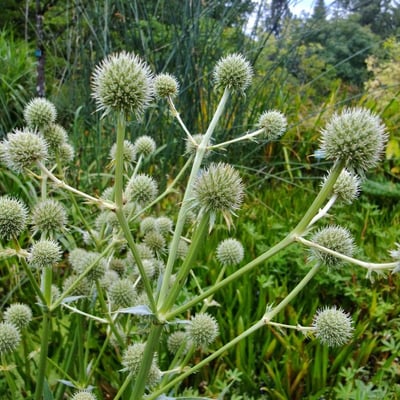 Eryngium aquaticum — flower
