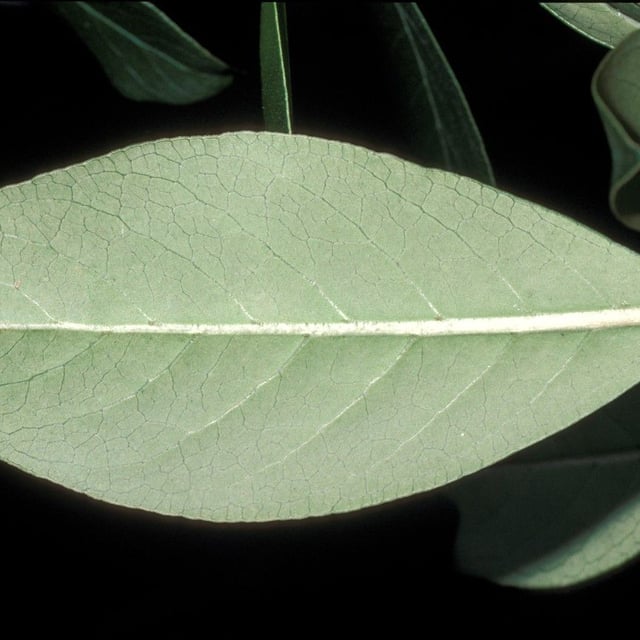 Coprosma robusta — leaf