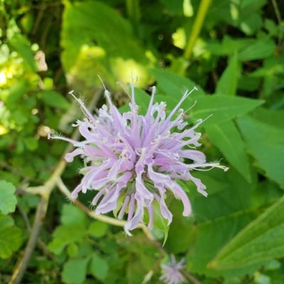 Monarda fistulosa — flower