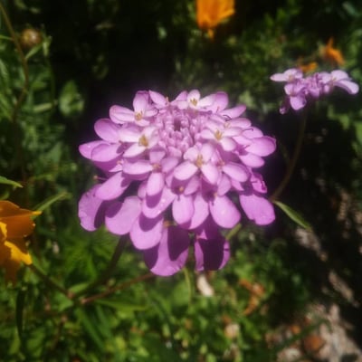 Iberis linifolia — flower