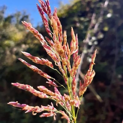 Sorghum halepense — flower