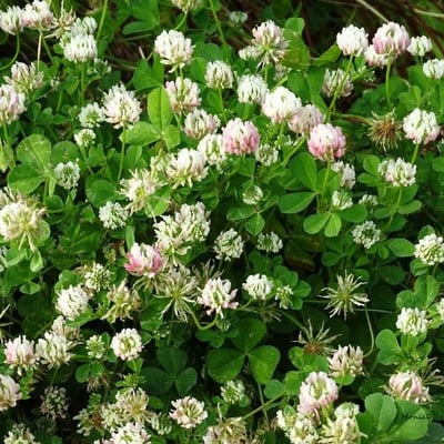 Trifolium nigrescens — flower