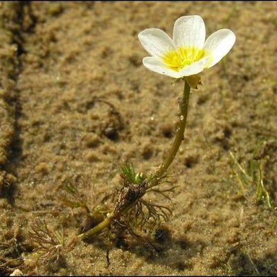 Ranunculus circinatus — flower