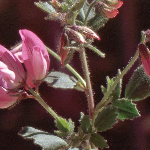 Ononis rotundifolia — flower