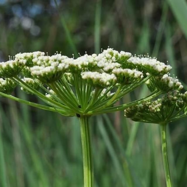 Selinum carvifolia — flower